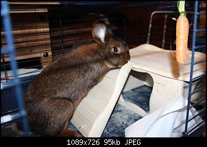 Gestatten, Hase! He, und Widder!-img_2762.jpg