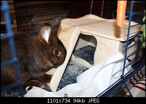Gestatten, Hase! He, und Widder!-img_2760.jpg