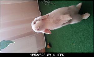rambo neu hier-1433493136175.jpg