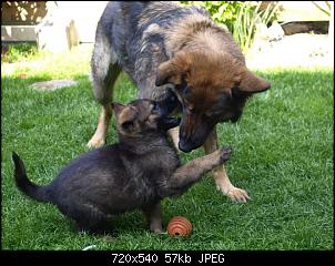 VG Speedy und Black Angel-fb_img_1446562594367.jpg