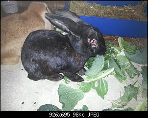 Mein Stalli Rasputin und meine DW-H�sin Zora<3-20151010_094953.jpg