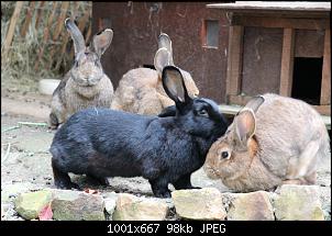 Gestatten, Hase! He, und Widder!-0150927-35-.jpg