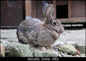 Gestatten, Hase! He, und Widder!-0150927-41-.jpg