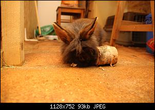 Gestatten, Hase! He, und Widder!-img_9903.jpg