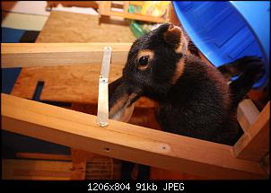 Gestatten, Hase! He, und Widder!-img_9675.jpg