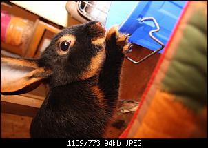 Gestatten, Hase! He, und Widder!-img_9678.jpg