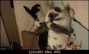 Jenny und die Ninis-20151222_161342.jpg