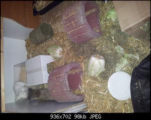 Brownie und Snowflake stellen sich vor-20151228_155829.jpg