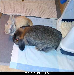 Mayla und Schnuppi-bilder-30.12.15-006.jpg