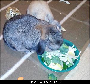 Mayla und Schnuppi-3.1.16-004.jpg