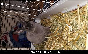 Vorstellung Von Flauschi u. Namenlos :)-20160110_103417%5B1%5D.jpg