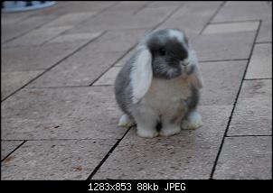 Meine Knutschkugeln-dsc_0182.jpg