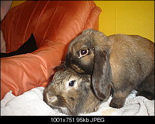 Hallo-dsc02565.jpg