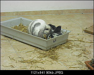 Meine Kaninchen & das Gehege-cimg4124.jpg