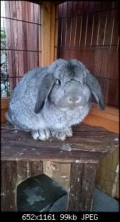 Meine Kaninchen-wp_20160128_16_17_39_pro.jpg