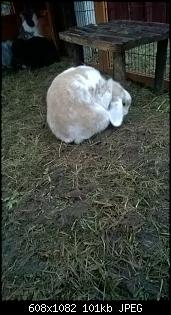 Meine Kaninchen-wp_20160127_16_13_07_pro.jpg