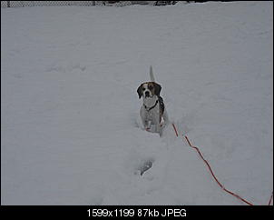 Winterimpressionen-cimg4178.jpg