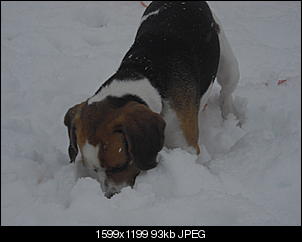 Winterimpressionen-cimg4205.jpg