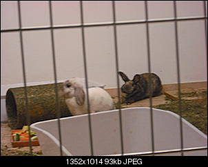 Meine Kaninchen & das Gehege-cimg4327.jpg