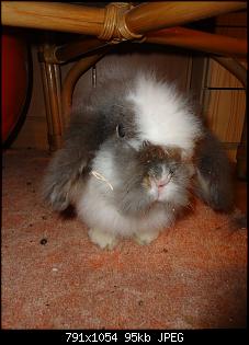 Gestatten, Hase! He, und Widder!-pep1.jpg
