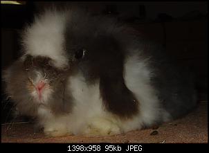 Gestatten, Hase! He, und Widder!-pep4.jpg