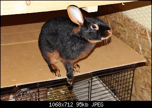 Gestatten, Hase! He, und Widder!-img_9288.jpg