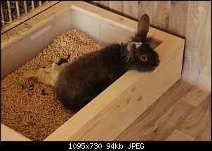 Gestatten, Hase! He, und Widder!-img_3672.jpg