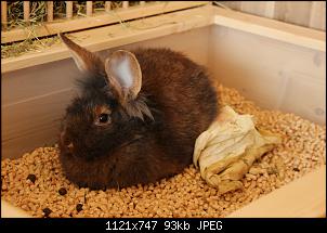 Gestatten, Hase! He, und Widder!-img_3676.jpg