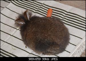 Gestatten, Hase! He, und Widder!-img_3695.jpg