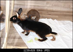 Gestatten, Hase! He, und Widder!-img_3735.jpg