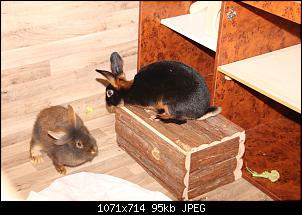 Gestatten, Hase! He, und Widder!-img_3789.jpg