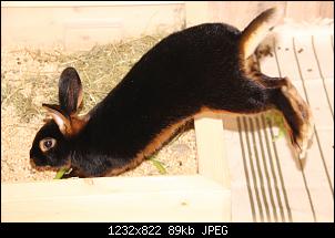Gestatten, Hase! He, und Widder!-img_3796.jpg