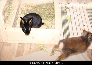Gestatten, Hase! He, und Widder!-img_3798.jpg