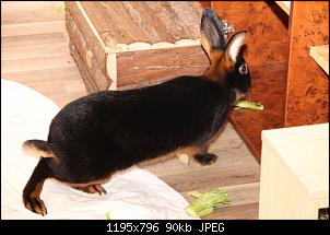 Gestatten, Hase! He, und Widder!-img_3859.jpg