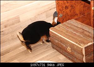 Gestatten, Hase! He, und Widder!-img_3877.jpg