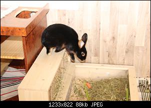 Gestatten, Hase! He, und Widder!-img_3897.jpg