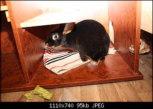 Gestatten, Hase! He, und Widder!-img_3930.jpg