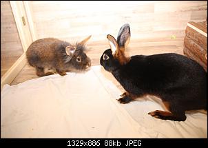 Gestatten, Hase! He, und Widder!-img_3934.jpg