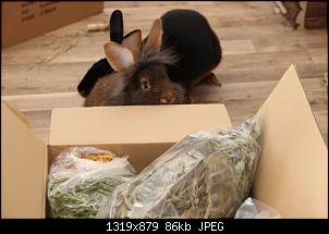 Gestatten, Hase! He, und Widder!-img_4285.jpg