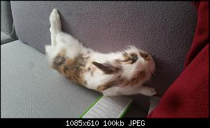Kaninchen zusammen setzten-20160228_125512.jpg