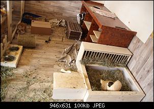 Gestatten, Hase! He, und Widder!-img_4544.jpg