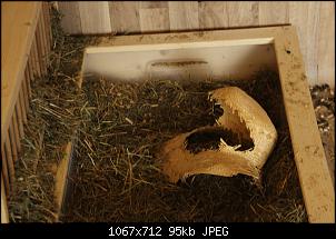 Gestatten, Hase! He, und Widder!-img_4546.jpg