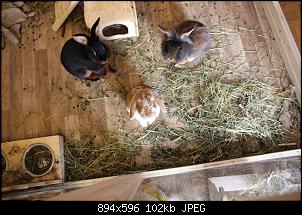Gestatten, Hase! He, und Widder!-img_4547.jpg