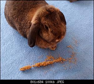 Mayla und Schnuppi-15.4.16-002.jpg
