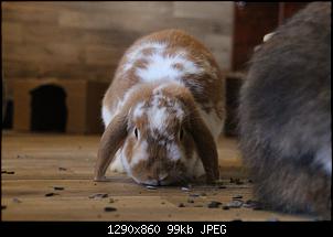 Gestatten, Hase! He, und Widder!-img_4913.jpg