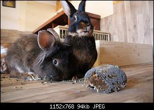 Gestatten, Hase! He, und Widder!-img_4914.jpg