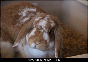 Gestatten, Hase! He, und Widder!-img_4939.jpg