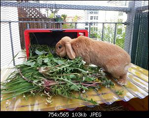 Maddros hoppelnde Fellb�schel-img_20160513_224648_953.jpg