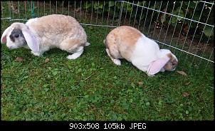 Meine Kaninchen Cookie und Cupcake <�-20150919_142753.jpg