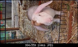 Meine Kaninchen Cookie und Cupcake <�-20150926_114603.jpg